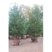 Сосна обыкновенная " Pinus sylvestris "