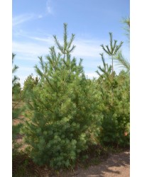Сосна веймутова Pinus strobus 