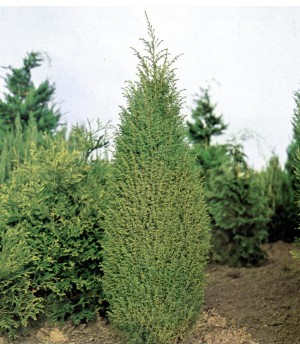 Можжевельник обыкновенный Juniperus communis"Hibernica"