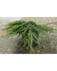 Можжевельник обыкновенный  Juniperus communis "Green Carpet'