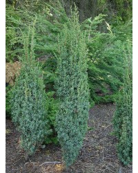 Можжевельник обыкновенный Juniperus communis "Suecica"