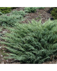 Можжевельник казацкий Глаука  Juniperus sabina "Glauca"