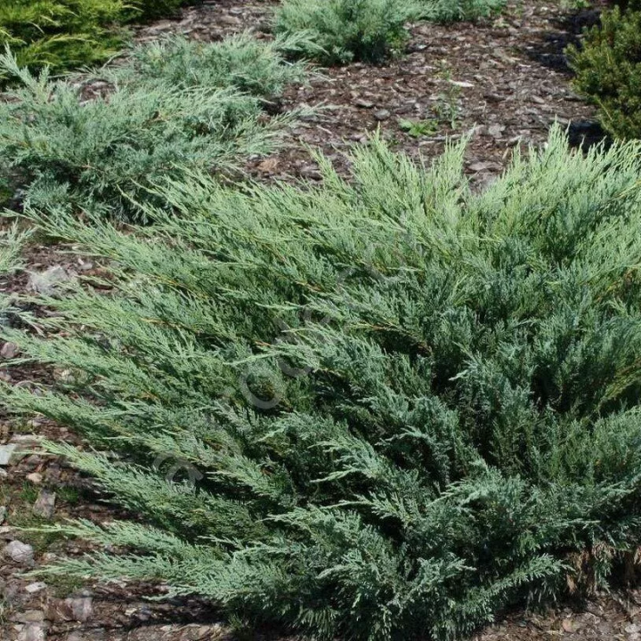 Можжевельник казацкий Глаука  Juniperus sabina "Glauca"