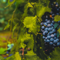 Обрезка винограда весной: правила ухода и способы формирования лозы