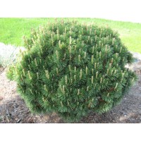 Сосна горная "Пумилио" Pinus mugo "Pumilio"