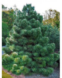 Сосна черная Австрийская "Pinus Nigra Austriaca"