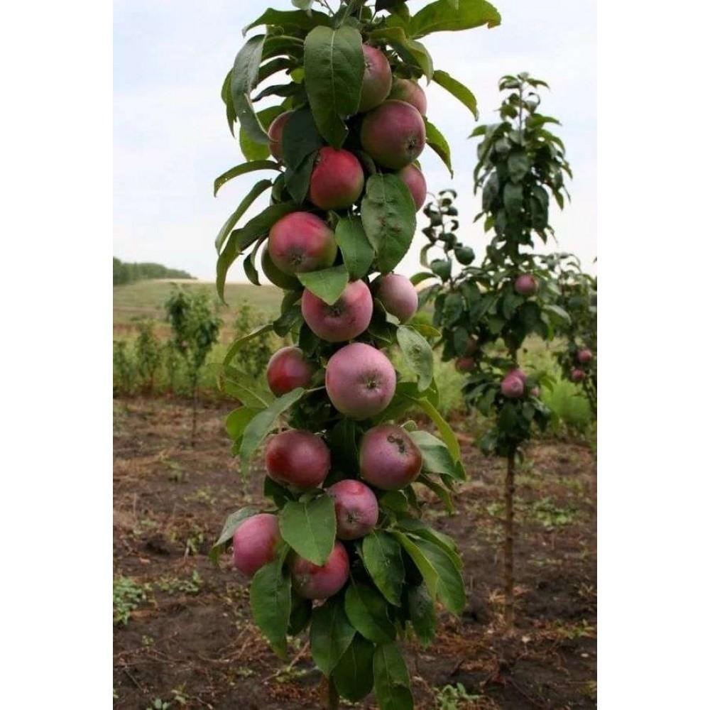 Какие сорта яблонь нужно посадить на даче в первую очередь с учетомсезонности