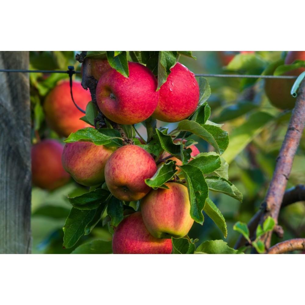Какие сорта яблонь нужно посадить на даче в первую очередь с учетомсезонности