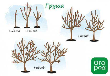 Как правильно обрезать деревья в саду советы и рекомендации